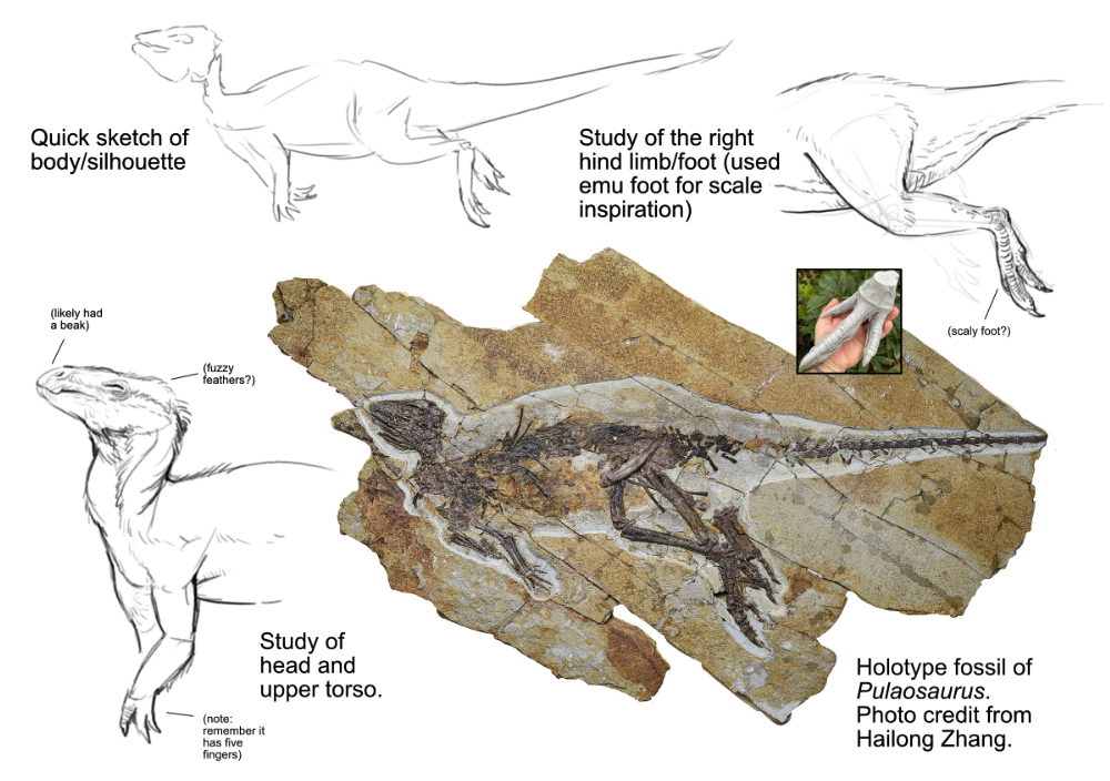 Pulaosaurus dinosaur study